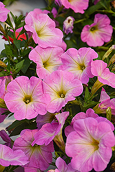 Potunia Plus Baby Pink Petunia (Petunia 'Potunia Plus Baby Pink') at Lakeshore Garden Centres
