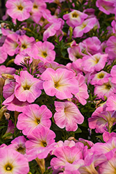 Potunia Plus Baby Pink Petunia (Petunia 'Potunia Plus Baby Pink') at Lakeshore Garden Centres