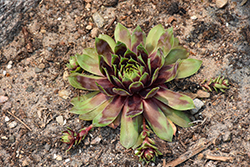 Chick Charms Cranberry Cocktail Hens And Chicks (Sempervivum 'Cranberry Cocktail') at Lakeshore Garden Centres