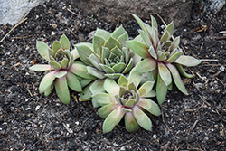 Chick Charms Silver Suede Hens And Chicks (Sempervivum 'Silver Suede') at Lakeshore Garden Centres