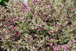 My Monet Purple Effect Weigela (Weigela florida 'Verweig8') at Peter Knippel Garden Centre