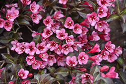 Sonic Bloom Wine Reblooming Weigela (Weigela florida 'SMNWFG') at Lakeshore Garden Centres