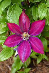 Julka Clematis (Clematis 'Julka') at Lakeshore Garden Centres
