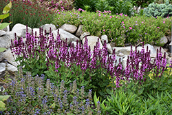 Rose Marvel Meadow Sage (Salvia nemorosa 'Rose Marvel') at Lakeshore Garden Centres