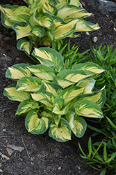 Great Expectations Hosta (Hosta 'Great Expectations') at Peter Knippel Garden Centre