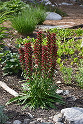 Red Feathers (Echium amoenum) at Peter Knippel Garden Centre