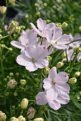 Summer Morning Delphinium (Delphinium grandiflorum 'Summer Morning') at Peter Knippel Garden Centre