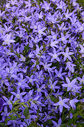 Blue Waterfall Serbian Bellflower (Campanula poscharskyana 'Blue Waterfall') at Green Thumb Garden Centre