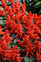 Vista Red Sage (Salvia splendens 'PAS3285') at Lakeshore Garden Centres