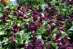 Lighthouse Purple Sage (Salvia splendens 'Lighthouse Purple') at Lakeshore Garden Centres