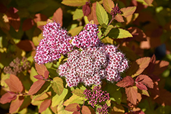 Double Play Big Bang Spirea (Spiraea 'Tracy') at Peter Knippel Garden Centre