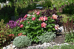 Julia Rose Peony (Paeonia 'Julia Rose') at Peter Knippel Garden Centre