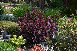 Winecraft Black Smokebush (Cotinus coggygria 'NCCO1') at Peter Knippel Garden Centre