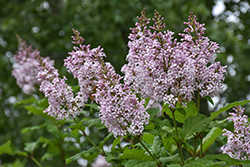 Late Lilac (Syringa villosa) at Peter Knippel Garden Centre