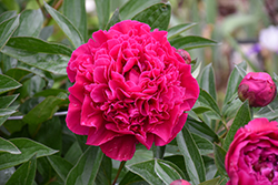 Felix Supreme Peony (Paeonia 'Felix Supreme') at Lakeshore Garden Centres