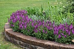 Rose Marvel Meadow Sage (Salvia nemorosa 'Rose Marvel') at Lakeshore Garden Centres