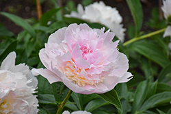 Raspberry Sundae Peony (Paeonia 'Raspberry Sundae') at Peter Knippel Garden Centre