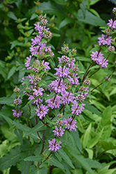 Sageleaf Mullein (Phlomis tuberosa) at Lakeshore Garden Centres