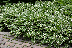White-Variegated Hosta (Hosta undulata 'Albomarginata') at Peter Knippel Garden Centre