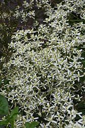 Purple Ground Clematis (Clematis recta 'Purpurea') at Lakeshore Garden Centres