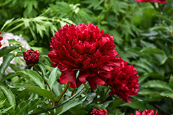 Command Performance Peony (Paeonia 'Command Performance') at Lakeshore Garden Centres