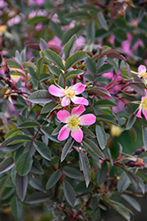 Red Leaf Rose (Rosa rubrifolia) at Lakeshore Garden Centres