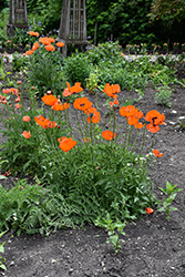 Oriental Poppy (Papaver orientale) at Lakeshore Garden Centres