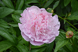 Sarah Bernhardt Peony (Paeonia 'Sarah Bernhardt') at Peter Knippel Garden Centre