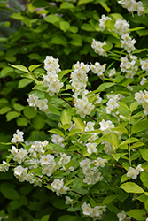 Golden Mockorange (Philadelphus coronarius 'Aureus') at Peter Knippel Garden Centre