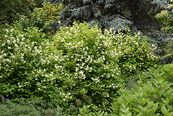 Golden Mockorange (Philadelphus coronarius 'Aureus') at Peter Knippel Garden Centre