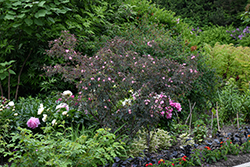 Red Leaf Rose (Rosa rubrifolia) at Lakeshore Garden Centres