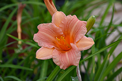 EveryDaylily Pink Wing Daylily (Hemerocallis 'VER0021') at Peter Knippel Garden Centre