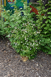 Bowman's Root (Gillenia trifoliata) at Lakeshore Garden Centres