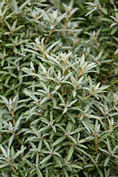 Silver Star Sea Buckthorn (Hippophae rhamnoides 'Silver Star') at Lakeshore Garden Centres