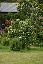 Arrowwood (Viburnum dentatum) at Peter Knippel Garden Centre