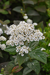 Double Play Blue Kazoo Spirea (Spiraea media 'SMSMBK') at Lakeshore Garden Centres