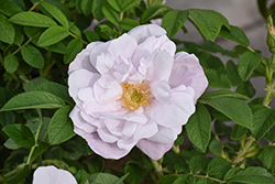 Snow Pavement Rose (Rosa 'Snow Pavement') at Lakeshore Garden Centres