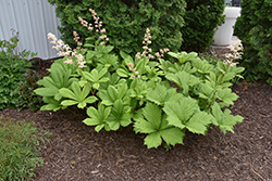 Rodgersia (Rodgersia podophylla) at Lakeshore Garden Centres