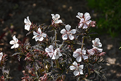 Midnight Ghost Cranesbill (Geranium pratense 'Midnight Ghost') at Lakeshore Garden Centres