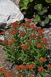 Milly Rock Red Yarrow (Achillea millefolium 'FLORACHRE1') at Peter Knippel Garden Centre