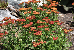 Milly Rock Red Yarrow (Achillea millefolium 'FLORACHRE1') at Peter Knippel Garden Centre