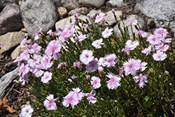 Pinks (Dianthus plumarius) at Lakeshore Garden Centres
