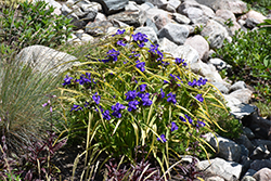 Blue And Gold Spiderwort (Tradescantia x andersoniana 'Blue And Gold') at Peter Knippel Garden Centre