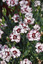 EverLast Cherry Swirl Pinks (Dianthus 'KLEDG22394') at Lakeshore Garden Centres