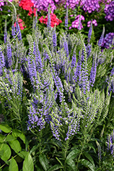 Baby Bloomer Blue Speedwell (Veronica 'Baby Bloomer Blue') at Lakeshore Garden Centres