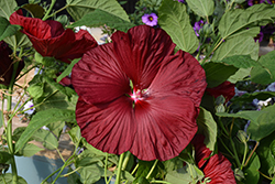 Honeymoon Deep Red Hibiscus (Hibiscus 'Honeymoon Deep Red') at Lakeshore Garden Centres