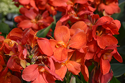 South Pacific Scarlet Canna (Canna 'South Pacific Scarlet') at Lakeshore Garden Centres