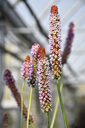 Orchid Primrose (Primula vialii) at Peter Knippel Garden Centre