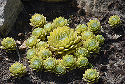 Colorockz Lemon Flare Hens And Chicks (Sempervivum 'Belsemyel2') at Lakeshore Garden Centres