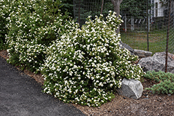 Morden Snow Potentilla (Potentilla fruticosa 'Morden Snow') at Lakeshore Garden Centres